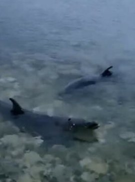 «Перестали приносить прибыль». Животных выбросили из разорившегося дельфинария в Крыму 1
