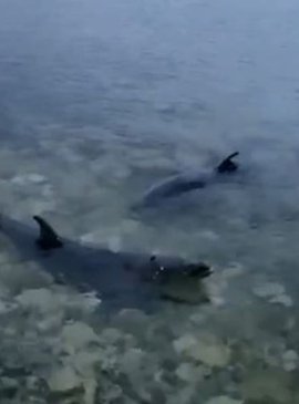 «Перестали приносить прибыль». Животных выбросили из разорившегося дельфинария в Крыму 1