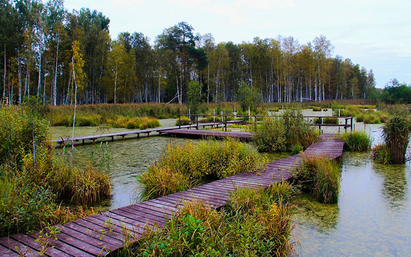 Парк Лосиный остров: биостанция, красивый лес и болота! 6